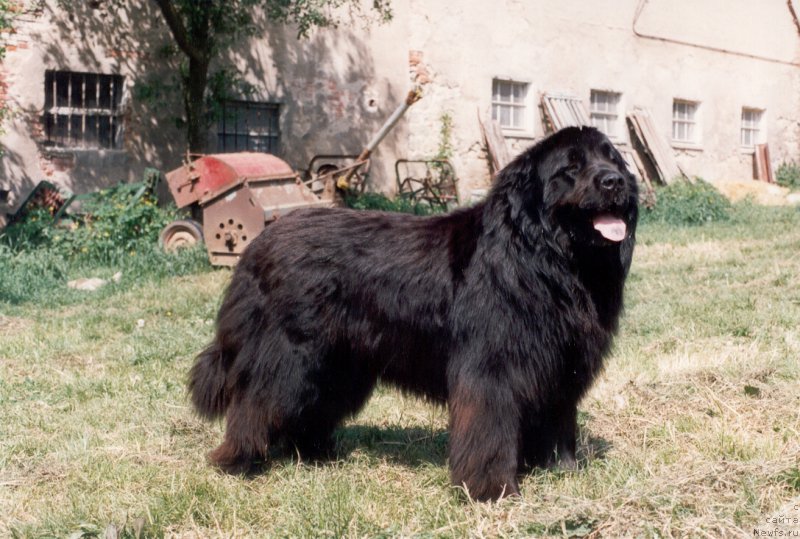 Фото: ньюфаундленд Gammel Dansk vom Riesrand