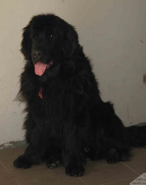 Фото: ньюфаундленд Лотта из Страны Чудес