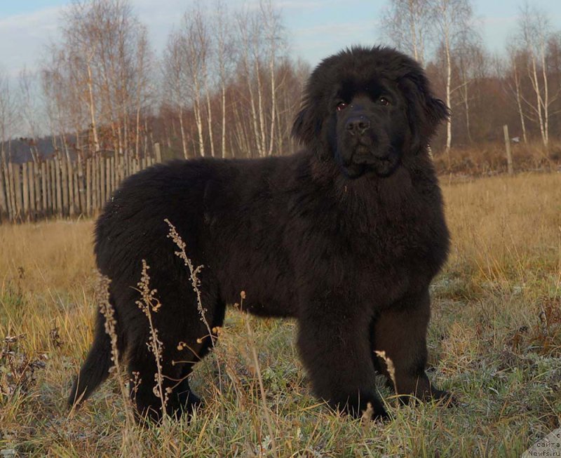 Фото: ньюфаундленд Старди Коллекшн Глоб Де Фе