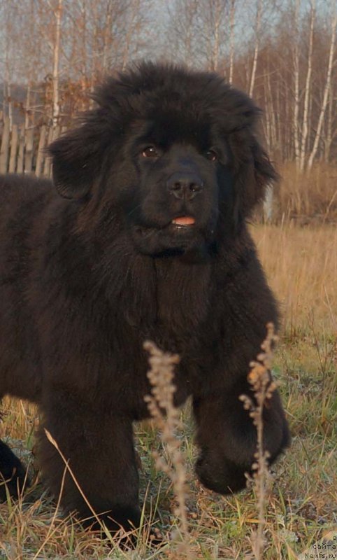 Фото: Старди Коллекшн Глоб Де Фе