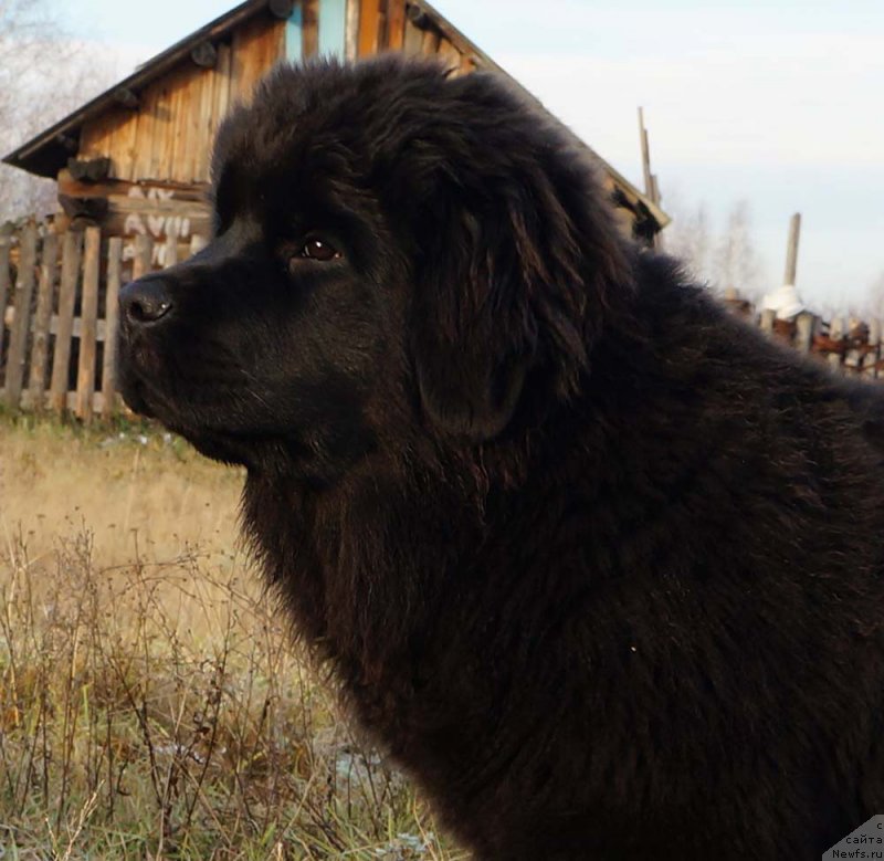 Фото: ньюфаундленд Старди Коллекшн Глоб Де Фе