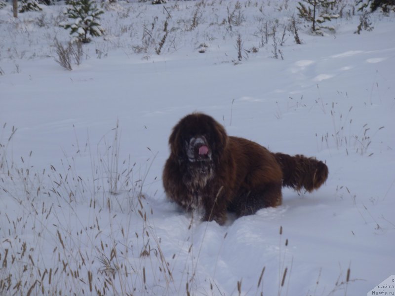 Фото: ньюфаундленд Ньюфорт Юрай Квин