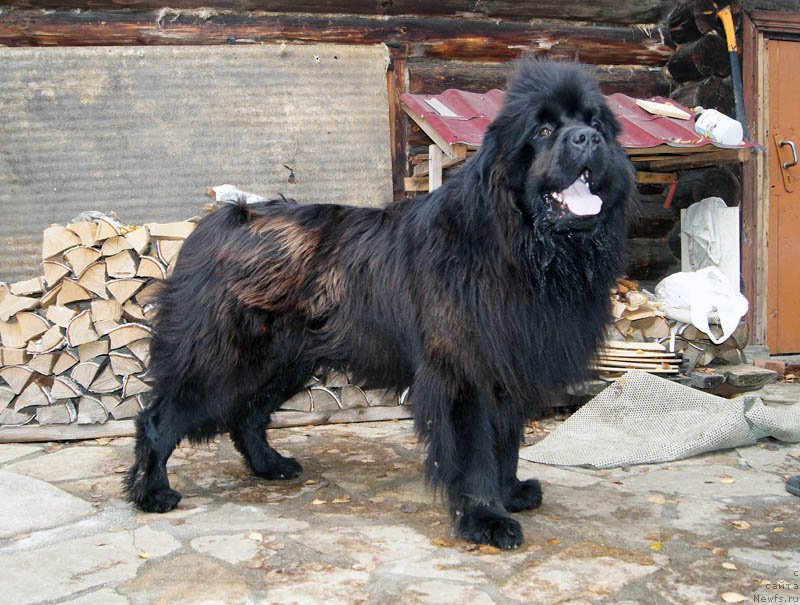 Фото: ньюфаундленд Арье Черная Сенсация Пармы