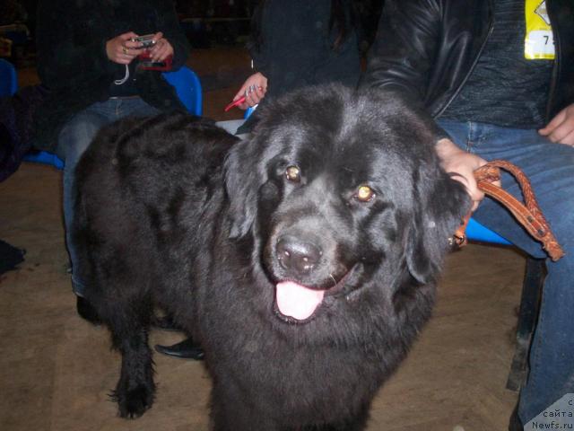 Фото: ньюфаундленд Винера