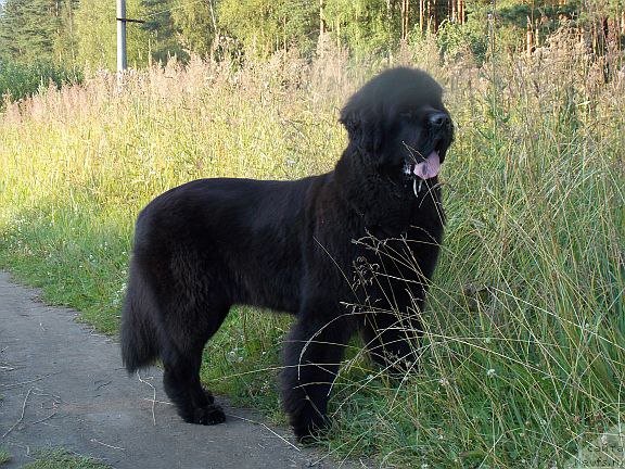 Фото: ньюфаундленд Дар Свезы Белив Ми (Dar Svezy Believe Me)