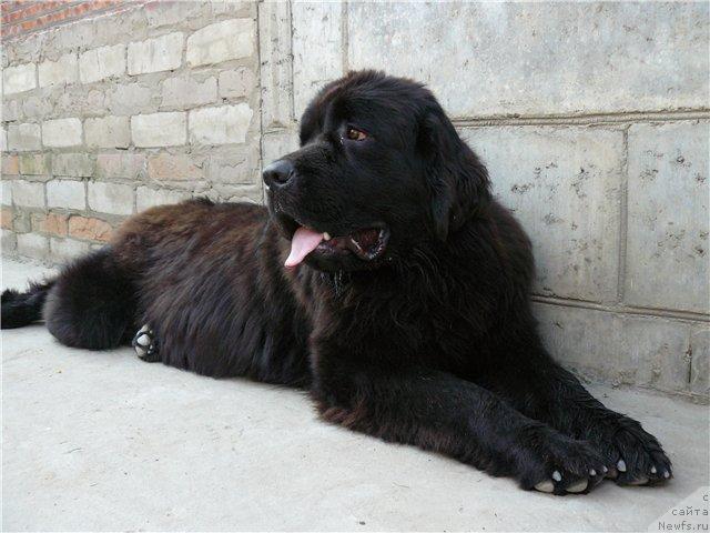 Фото: ньюфаундленд Пчёлкин Дом Аврора (Pchiolkin Dom Avrora)