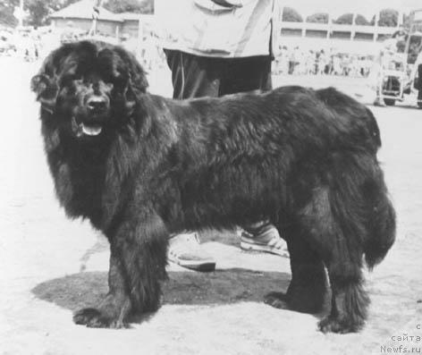 Фото: ньюфаундленд Ванда