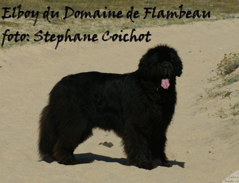 Фото: ньюфаундленд Elboy du Domaine de Flambeau