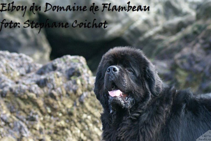 Фото: ньюфаундленд Elboy du Domaine de Flambeau