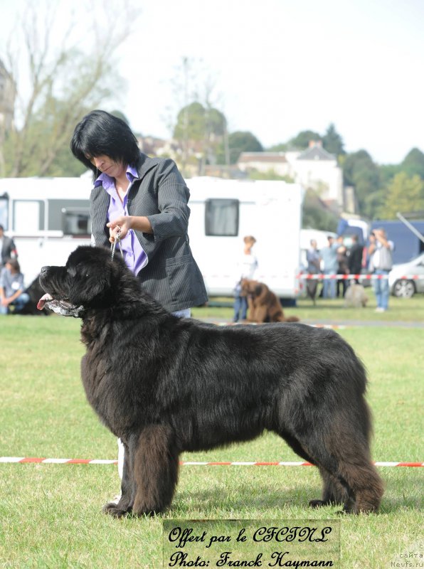 Фото: ньюфаундленд Elboy du Domaine de Flambeau