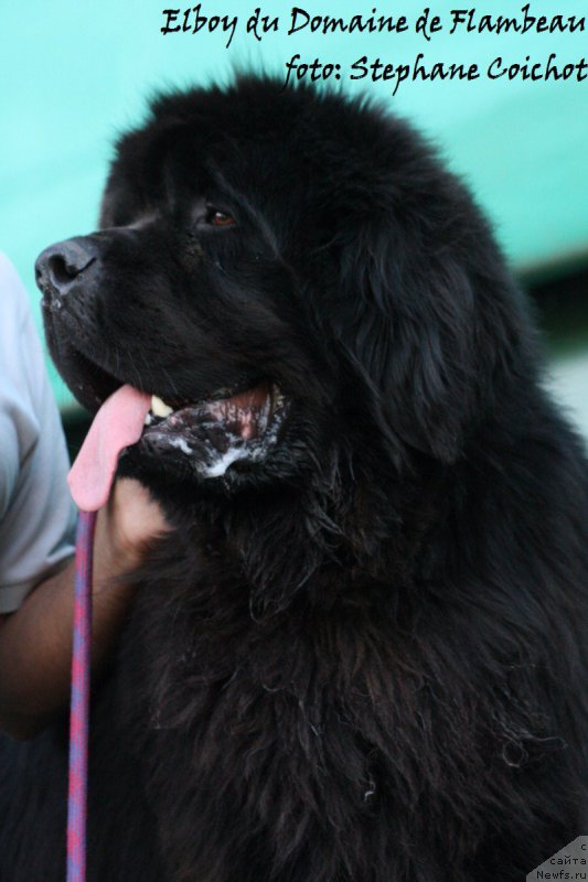 Фото: ньюфаундленд Elboy du Domaine de Flambeau