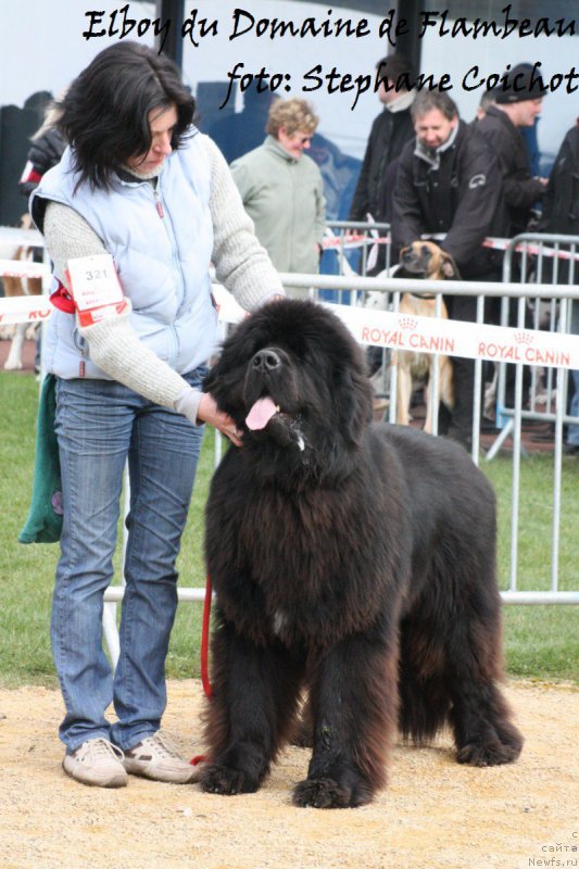 Фото: ньюфаундленд Elboy du Domaine de Flambeau