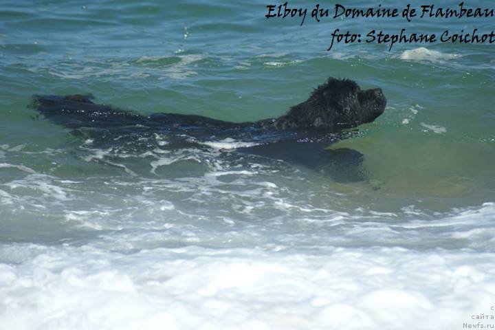 Фото: ньюфаундленд Elboy du Domaine de Flambeau