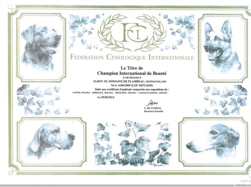 Фото: ньюфаундленд Elboy du Domaine de Flambeau