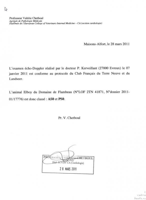 Фото: ньюфаундленд Elboy du Domaine de Flambeau