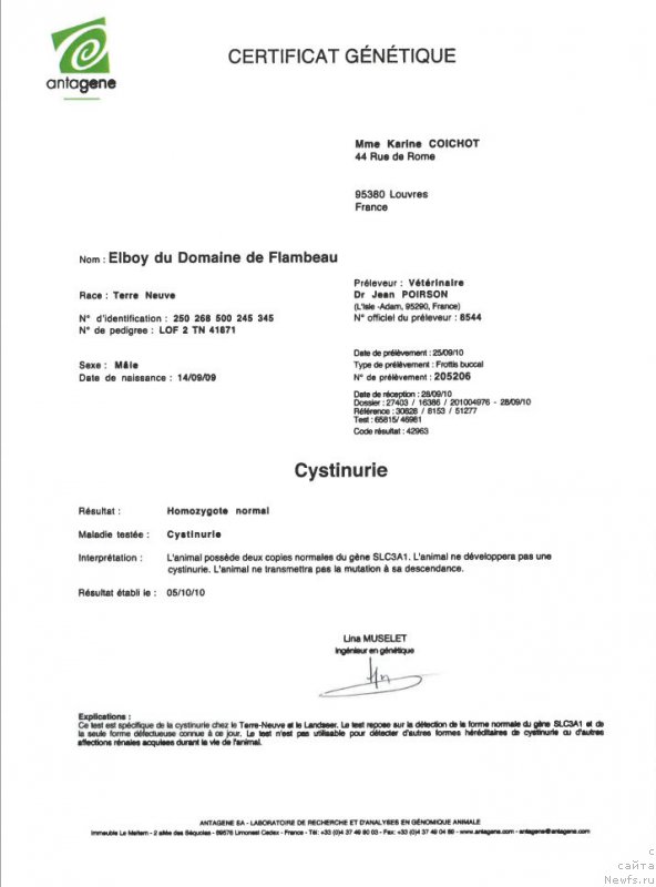 Фото: ньюфаундленд Elboy du Domaine de Flambeau