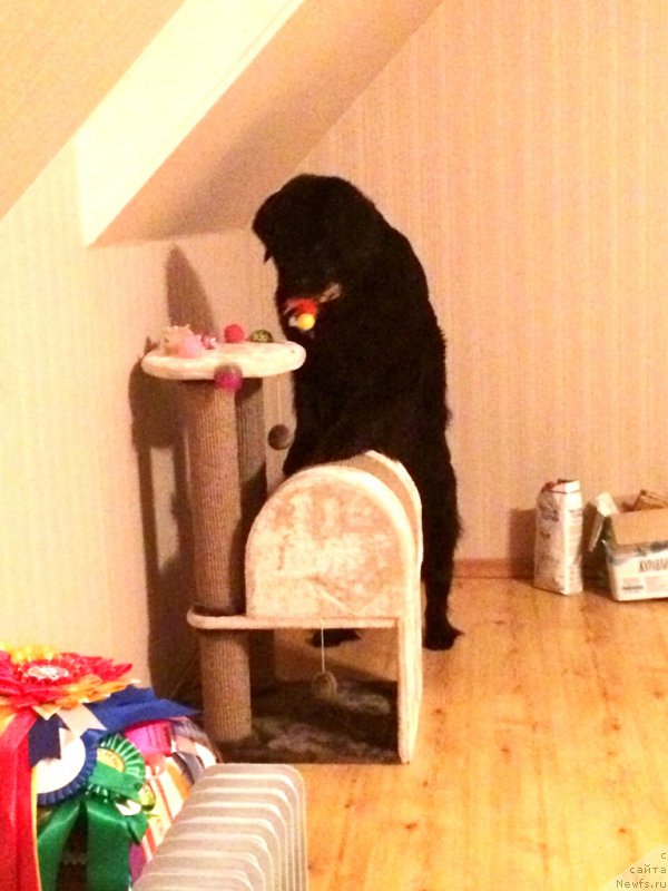 Фото: ньюфаундленд Бонни Флайт