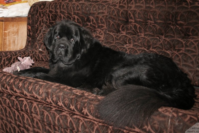 Фото: ньюфаундленд Черная Мафия Муст Хаве (Chernaya Mafia Must Have)