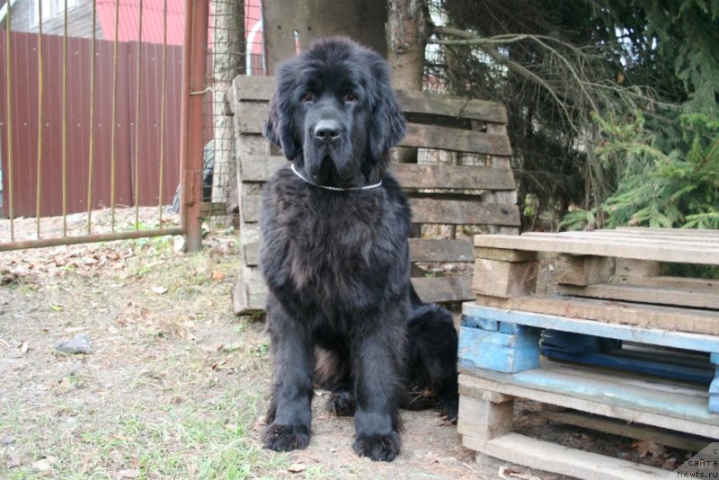 Фото: ньюфаундленд Черная Мафия Магик Тоуч (Chernaya Mafia Magic Touch)