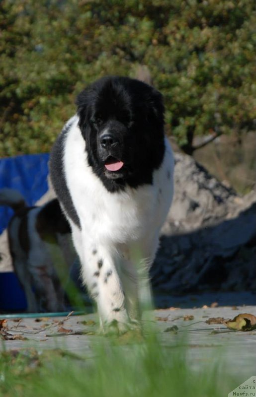 Фото: ньюфаундленд Черная Мафия Зебра Тиме (Chernaya Mafia Zebra Time)