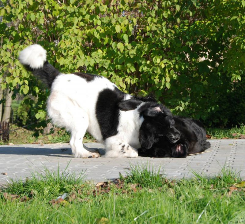 Фото: ньюфаундленд Черная Мафия Зебра Тиме (Chernaya Mafia Zebra Time), и Gina