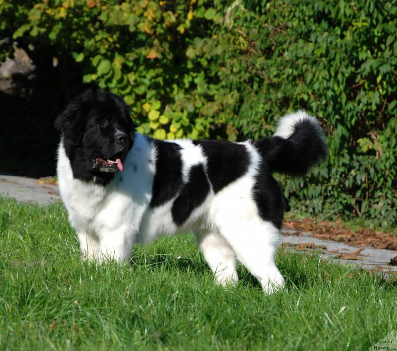 Фото: ньюфаундленд Черная Мафия Зебра Тиме (Chernaya Mafia Zebra Time)