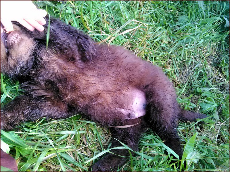 Фотография № 167584