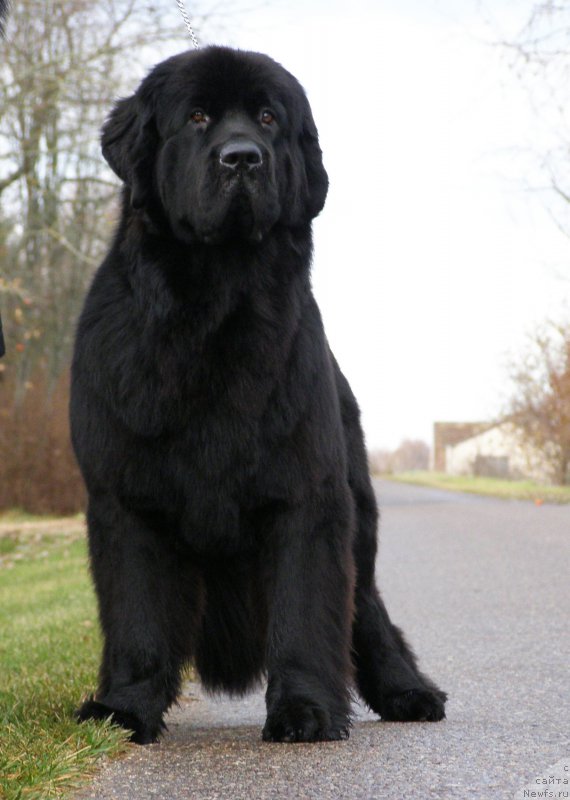Фото: ньюфаундленд Черная Мафия Маубе Ше Вилл (Chernaya Mafia Maybe She Will)
