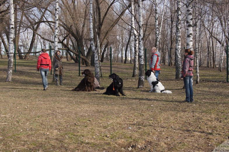 Фото: ньюфаундленд Сент Джонс Лесная Фея