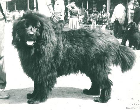 Фото: ньюфаундленд Гелла Велькам