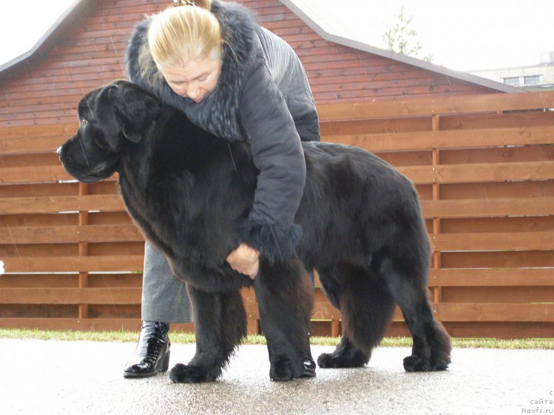 Фото: ньюфаундленд Черная Мафия Маубе Ше Вилл (Chernaya Mafia Maybe She Will)