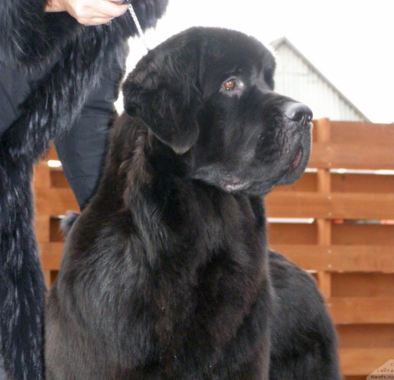 Фото: ньюфаундленд Черная Мафия Маубе Ше Вилл (Chernaya Mafia Maybe She Will)