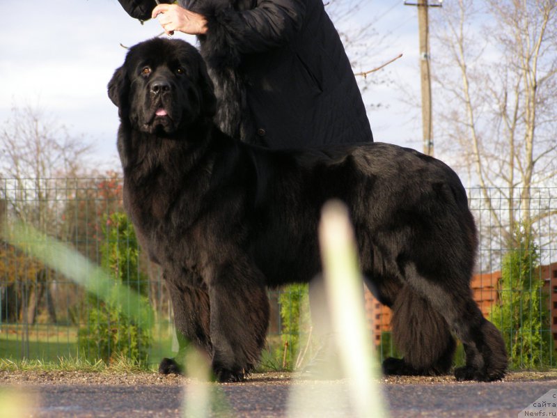 Фото: ньюфаундленд Черная Мафия Маубе Ше Вилл (Chernaya Mafia Maybe She Will)