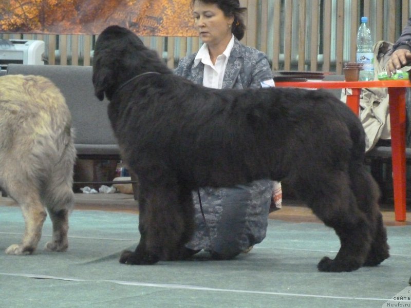 Фото: ньюфаундленд Rose Wanted Impressing Stunningly