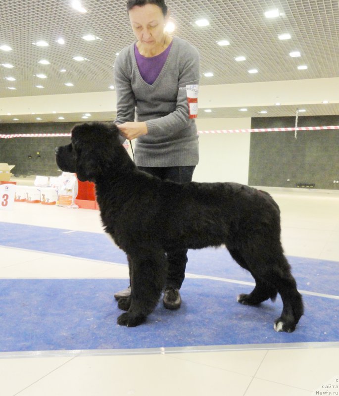 Фото: ньюфаундленд Бегущая по Волнам Чарт Топпер (Beguschaya po Volnam Сhart Topper)