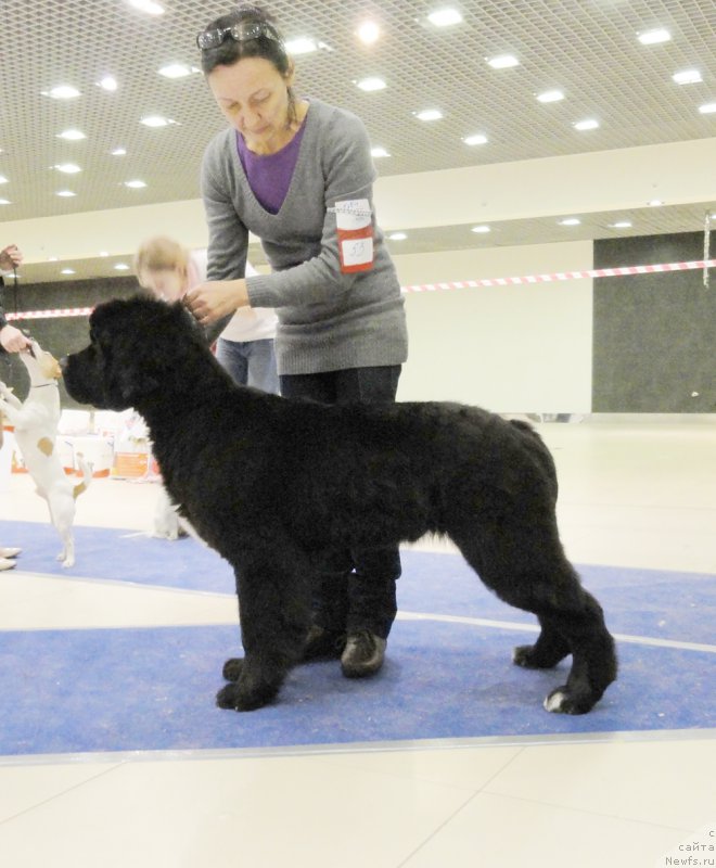 Фото: ньюфаундленд Бегущая по Волнам Чарт Топпер (Beguschaya po Volnam Сhart Topper)
