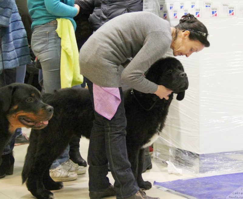 Фото: ньюфаундленд Бегущая по Волнам Чарт Топпер (Beguschaya po Volnam Сhart Topper)