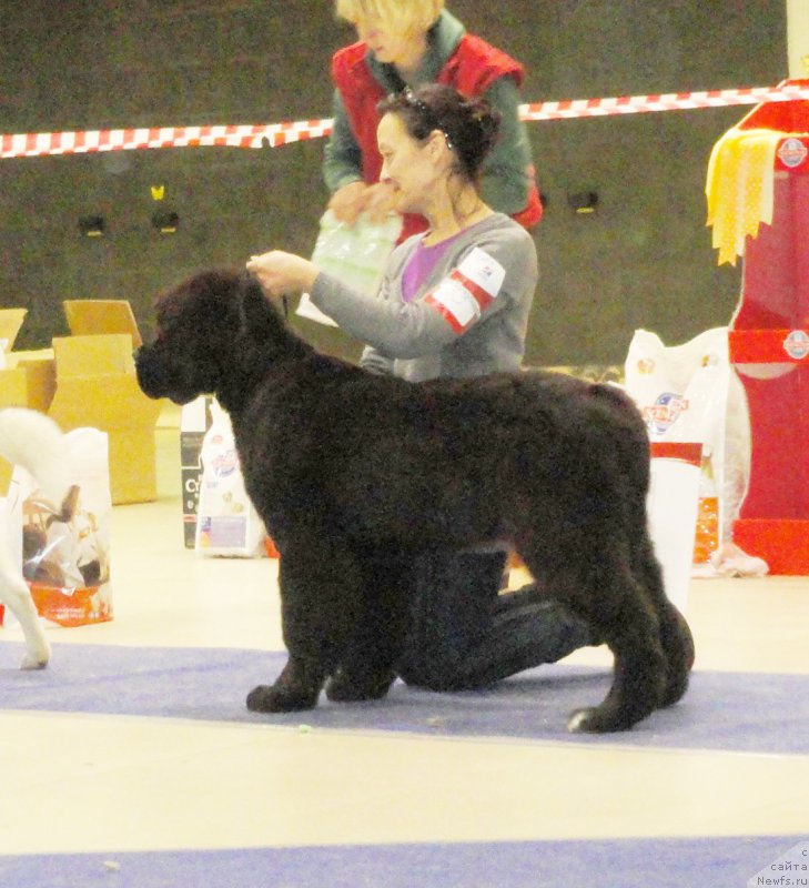 Фото: ньюфаундленд Бегущая по Волнам Чарт Топпер (Beguschaya po Volnam Сhart Topper)