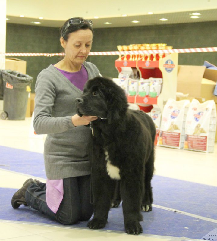 Фото: ньюфаундленд Бегущая по Волнам Чарт Топпер (Beguschaya po Volnam Сhart Topper)