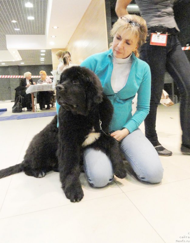 Фото: ньюфаундленд Бегущая по Волнам Чарт Топпер (Beguschaya po Volnam Сhart Topper), Юлиана Никифорова