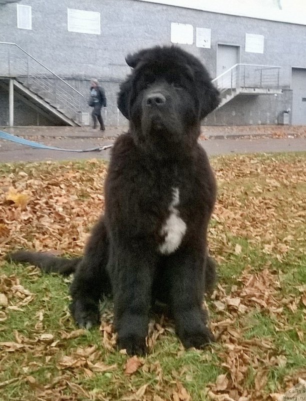 Фото: ньюфаундленд Бегущая по Волнам Чарт Топпер (Beguschaya po Volnam Сhart Topper)