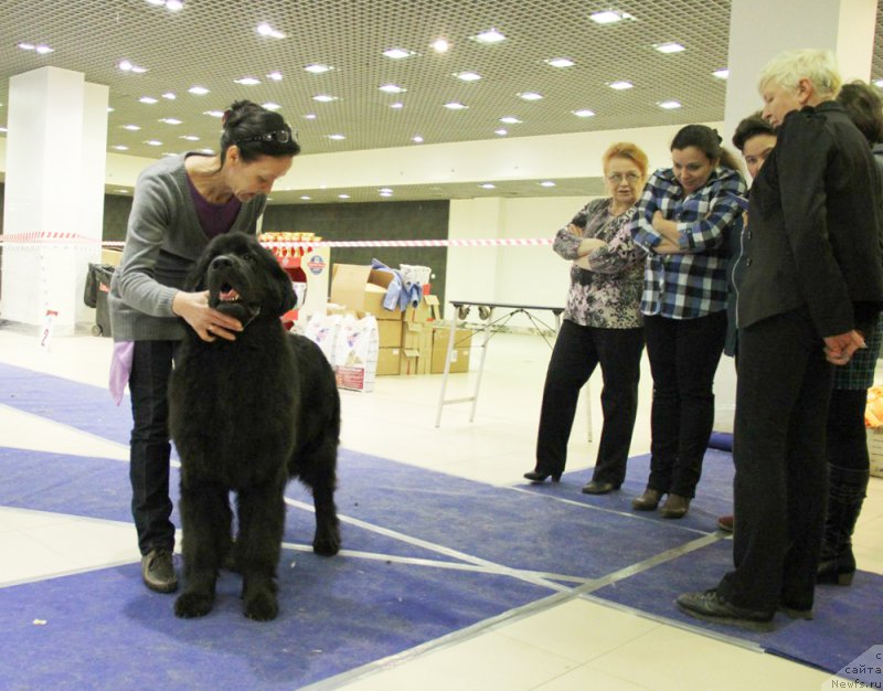 Фото: ньюфаундленд Бегущая по Волнам Ринг оф Фире (Beguschaya po Volnam Ring of Fire)