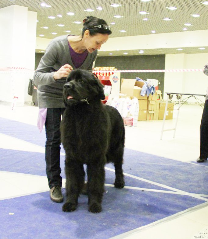 Фото: ньюфаундленд Бегущая по Волнам Ринг оф Фире (Beguschaya po Volnam Ring of Fire)