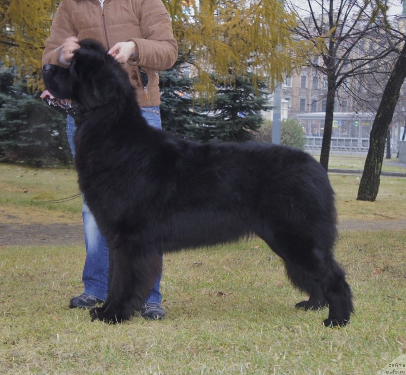 Фото: ньюфаундленд Смигар Легенда Весны (Smigar Legenda Vesny)