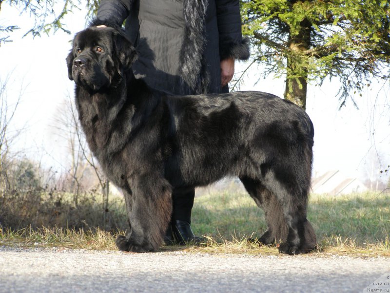 Фото: ньюфаундленд Черная Мафия Маубе Ше Вилл (Chernaya Mafia Maybe She Will)
