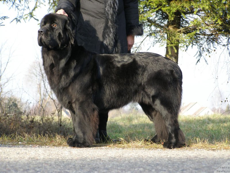 Фото: ньюфаундленд Черная Мафия Маубе Ше Вилл (Chernaya Mafia Maybe She Will)