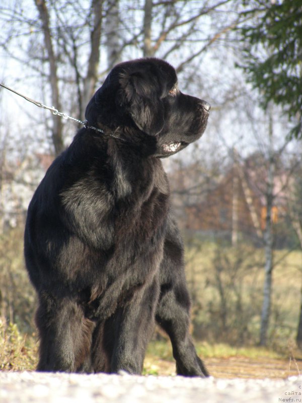 Фото: ньюфаундленд Черная Мафия Маубе Ше Вилл (Chernaya Mafia Maybe She Will)