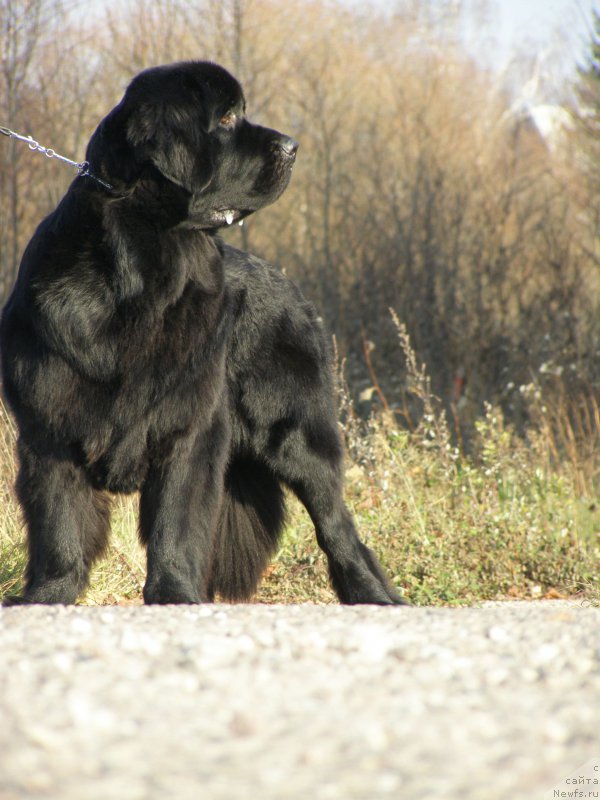 Фото: ньюфаундленд Черная Мафия Маубе Ше Вилл (Chernaya Mafia Maybe She Will)