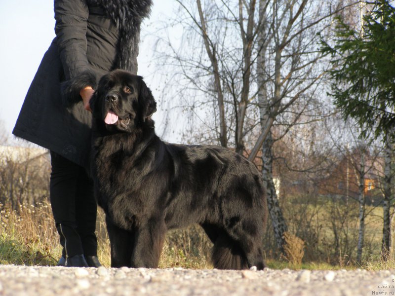 Фото: ньюфаундленд Черная Мафия Маубе Ше Вилл (Chernaya Mafia Maybe She Will)