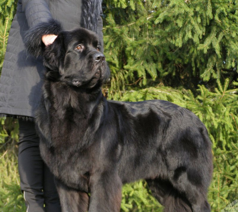 Фото: ньюфаундленд Черная Мафия Маубе Ше Вилл (Chernaya Mafia Maybe She Will)